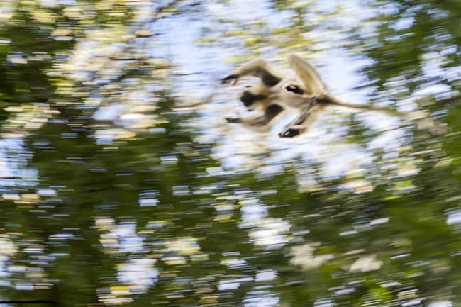 Madagascar Animals: Leaping Lemur