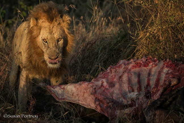 foto safari africa - león macho