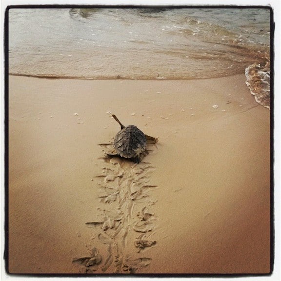 Sea Turtle on Little Corn Island, Nicaragua