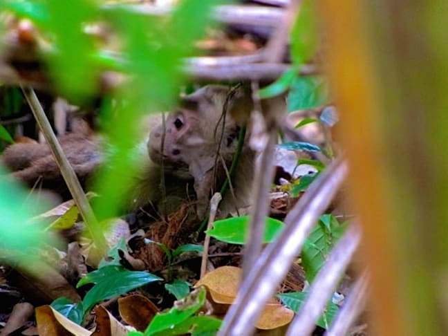 Capuchin_Tayrona_National_Park_Colombia