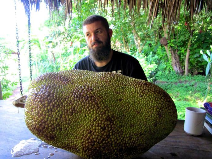 A Little Local Produce--the Jackfruit, World's Largest Fruit