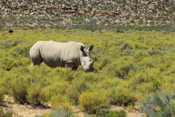 #JustOneRhino Campaign seeks to Save Rhinos in South Africa