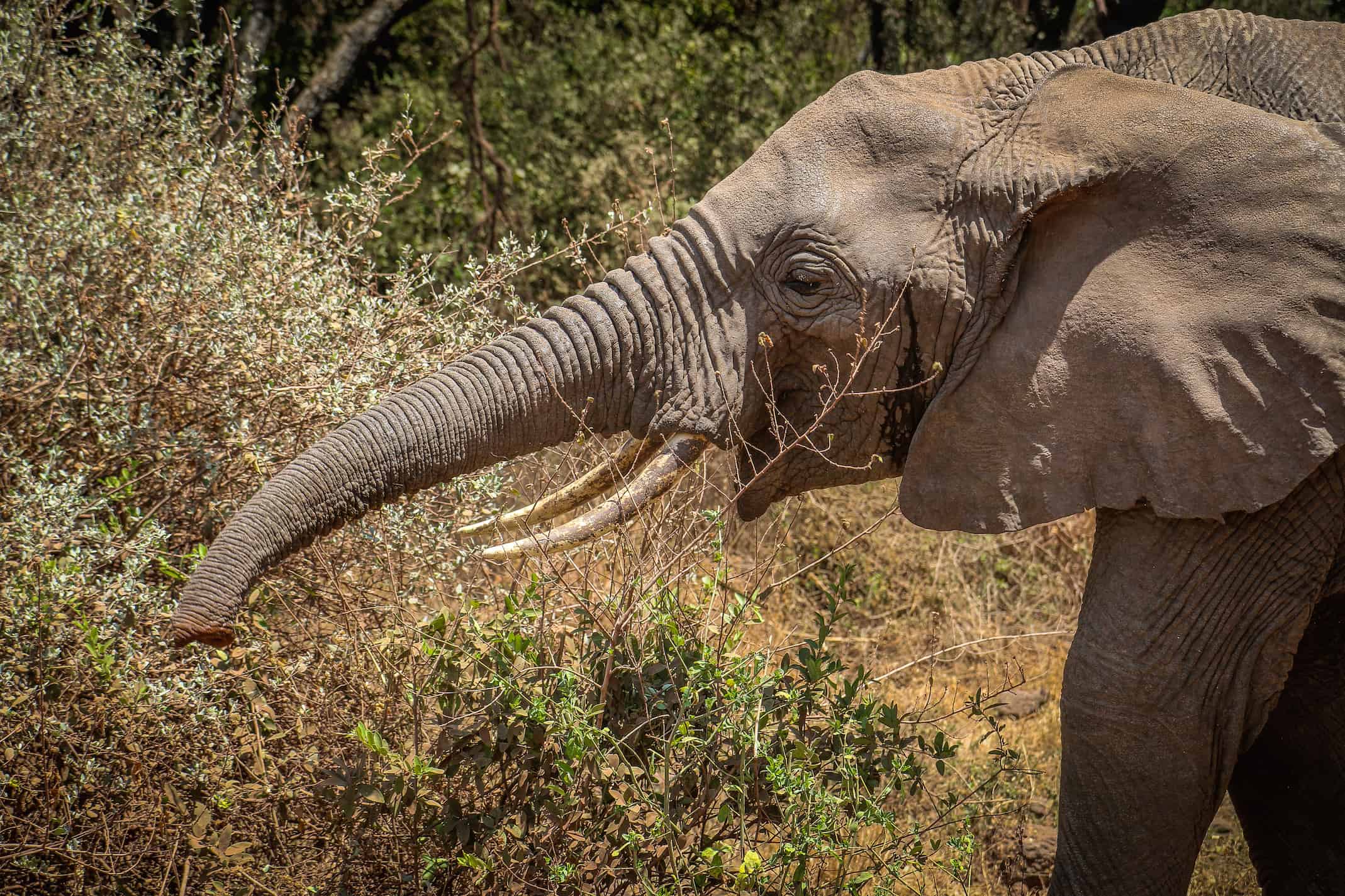 Fun Facts about Elephants: African Elephant Trunk