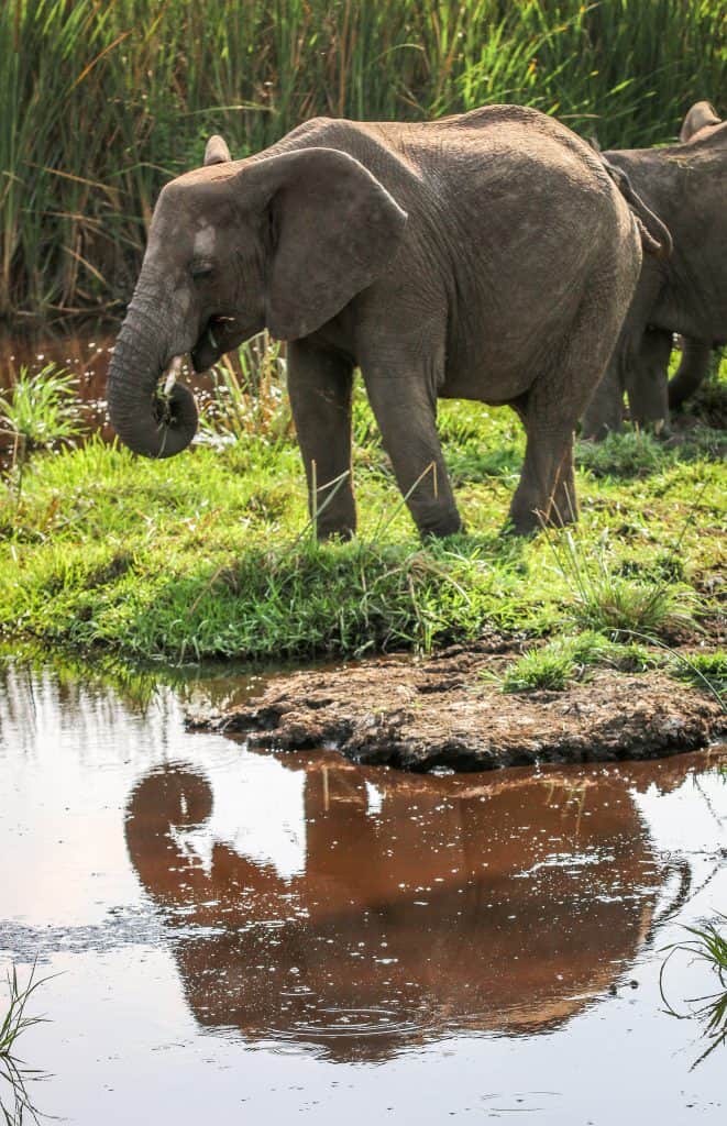 Facts about Elephants: Endangered Elephant with reflection in Serengeti National Park