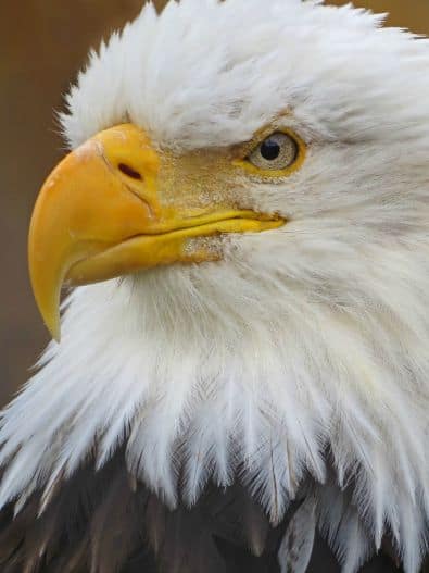 Adonis, a bald eagle at Alaska Wildlife Conservation Center 