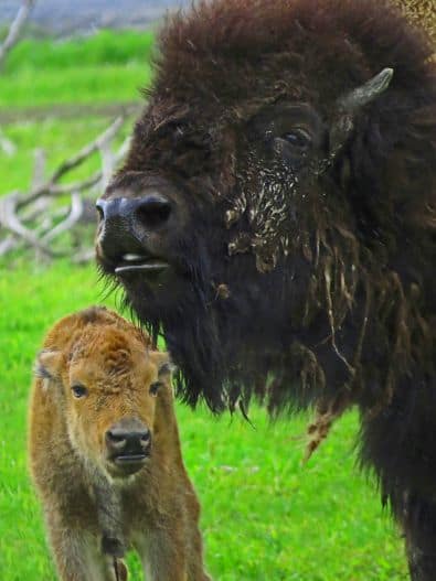 Alaska Wildlife Conservation Center Bison with calf