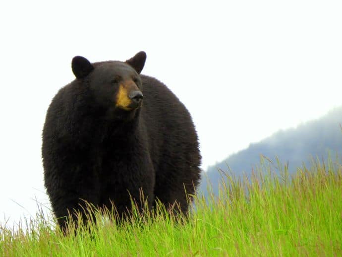 Alaska Wildlife Conservation Center Black Bear