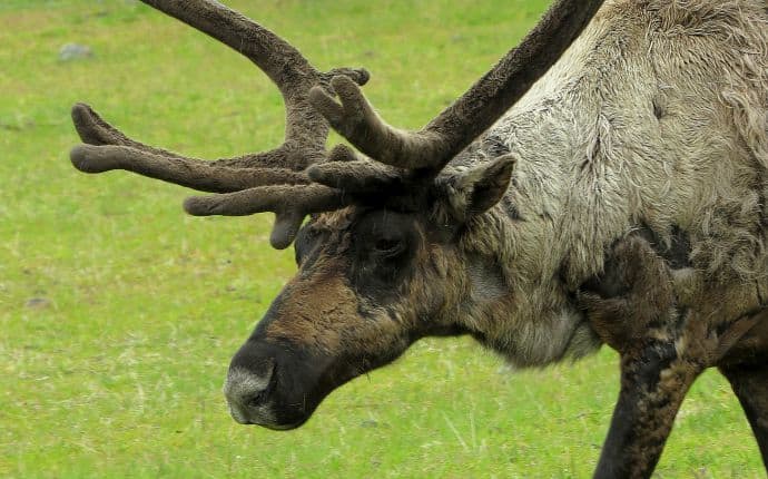 Alaska Caribou at Alaska Wildlife Conservation Center 