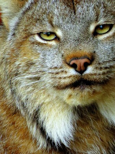 Lynx at Alaska Wildlife Conservation Center 