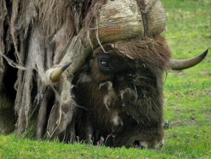 Alaska Wildlife Conservation Center Muskox Grazing