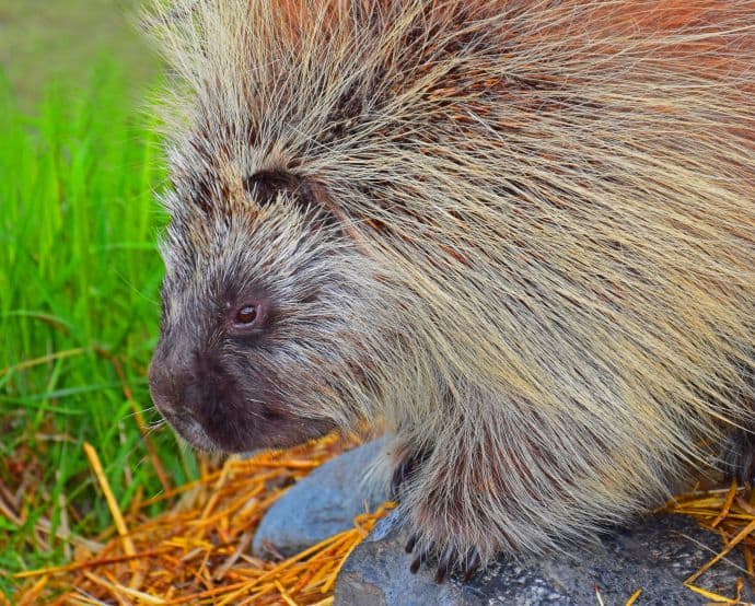 Porcupine at Alaska Wildlife Conservation Center 