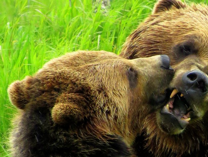 Grizzly Bear Cubs