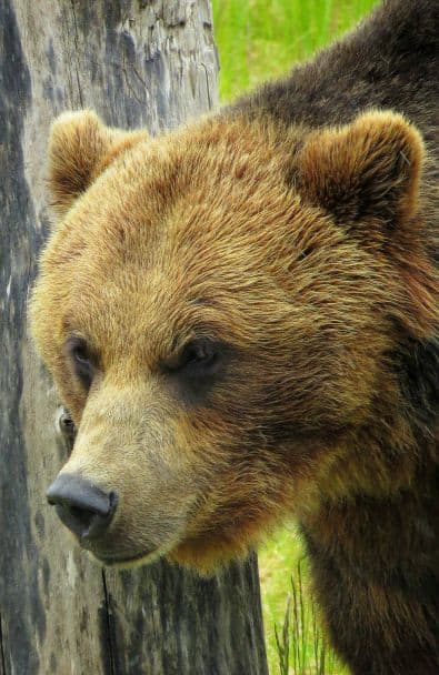 Alaska Wildlife Conservation Center Grizzly Bear