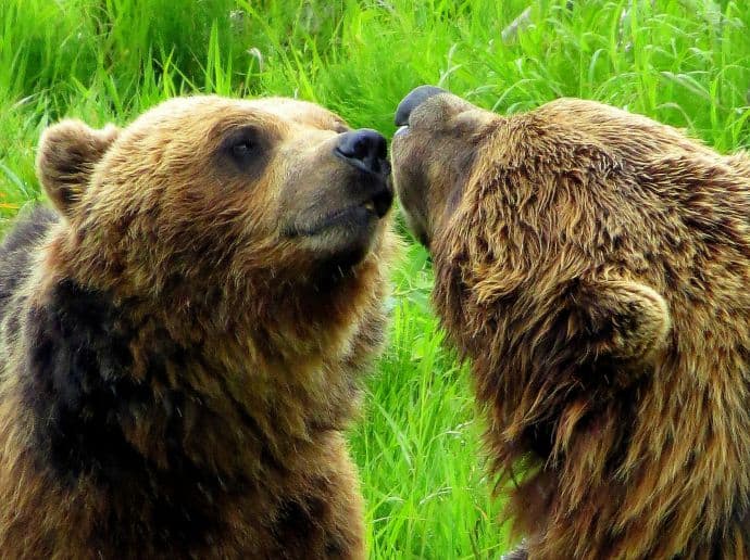 Alaska Wildlife Conservation Center Grizzly Bears 