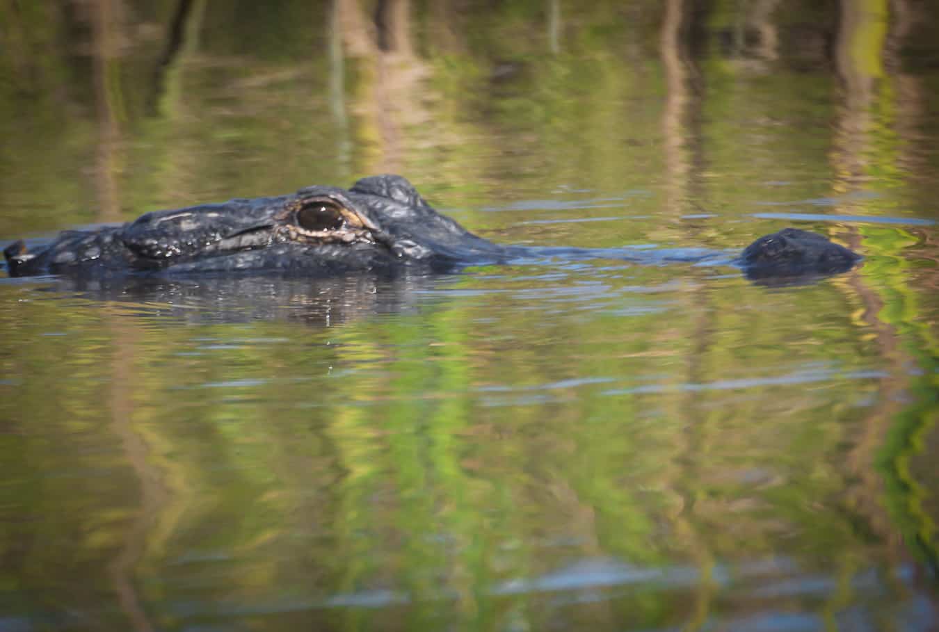 Alligator Lurking in Mobile Bay, Alabama 