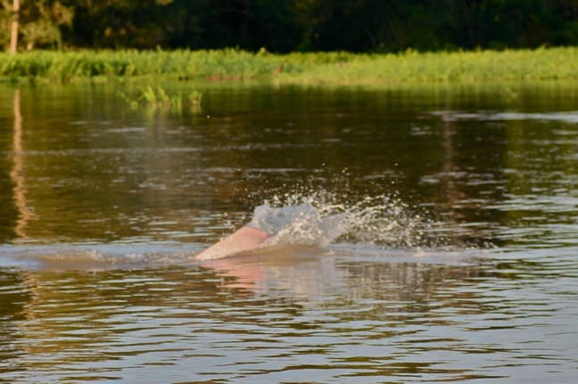 Amazon River Dolphin