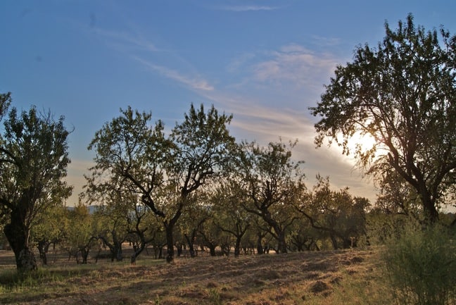 Almond Grove in Spanish Pyrenees