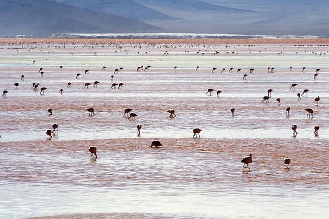 Andean Flamingos in Laguna Colorada, Bolivia