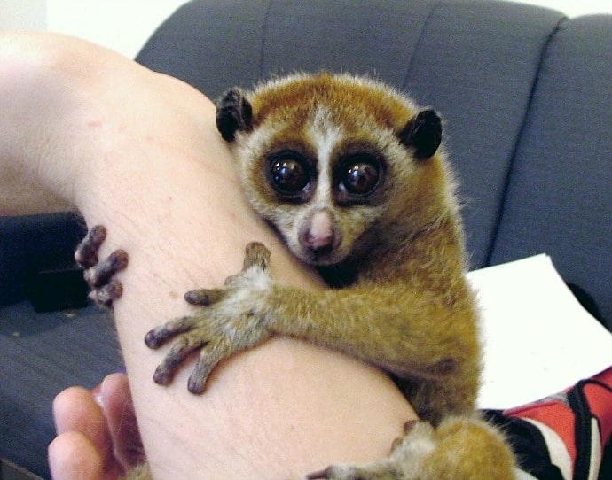 Animal Selfies with Slow Loris