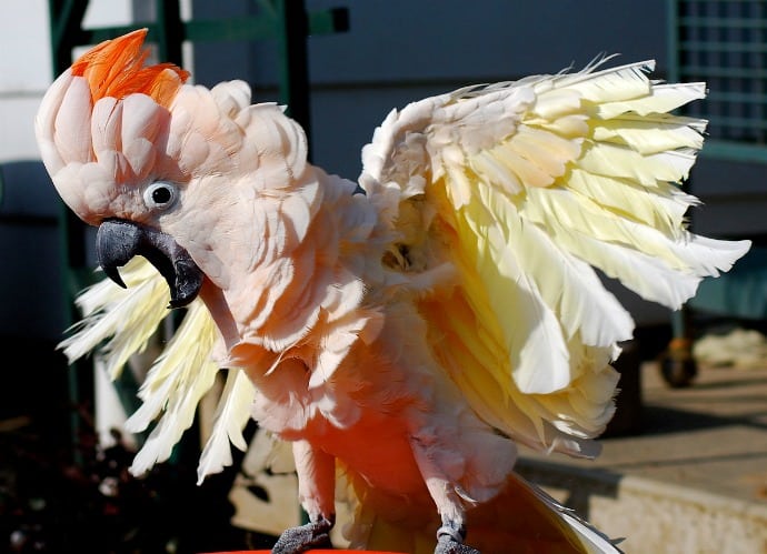 Animal Selfies with birds