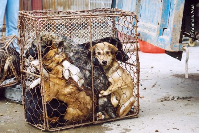 Dogs Being Sent For Sale at a Chinese Market