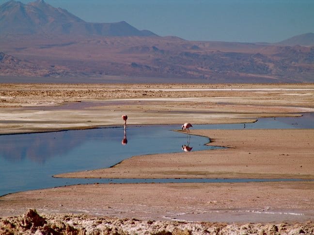 Flamingos in the Atacama Desert, Chile