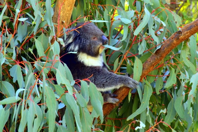 Parcul Național Otway, unul dintre cele 10 mari parcuri naționale australiene pentru lista ta de călătorie în lume