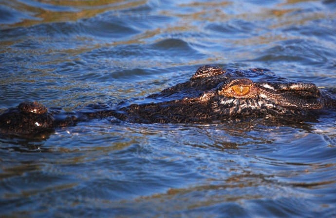  Crocodilo de água salgada no Parque Nacional de Kakadu, um dos 10 parques nacionais australianos para a sua lista de baldes de viagem mundial