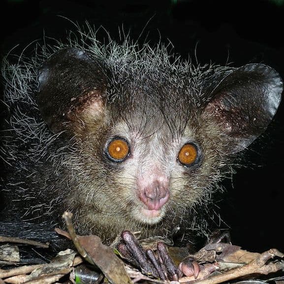 Weird Nocturnal Animals Around The World: Aye Aye