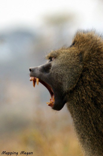 Baboon Angry