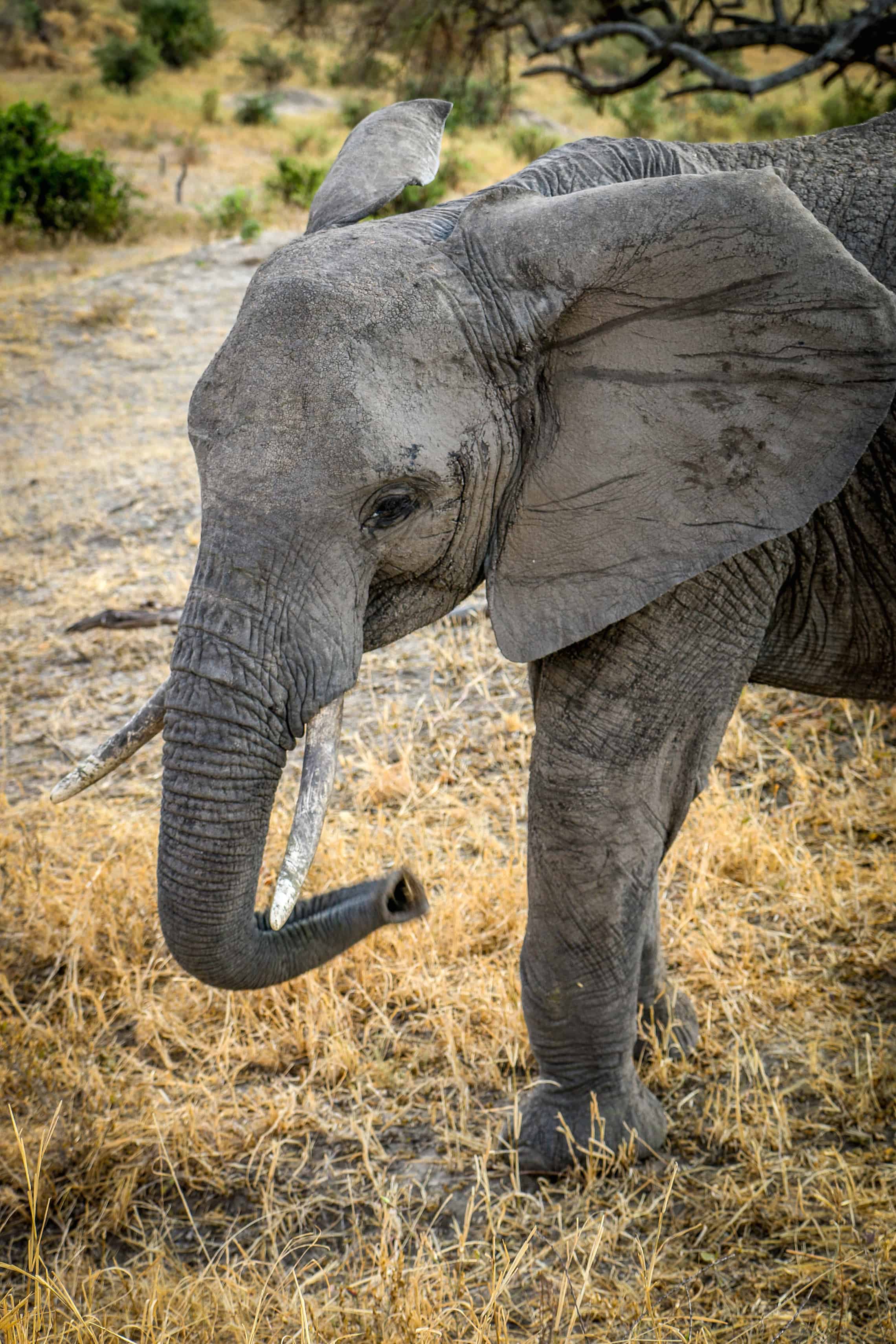Baby African Elephant in Tarangire National Park