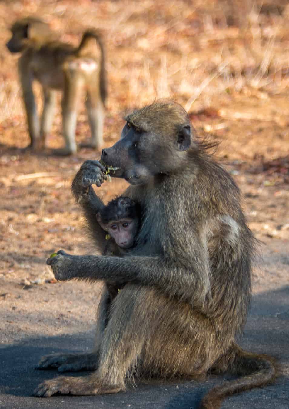 Baby Baboon in Kruger National Park