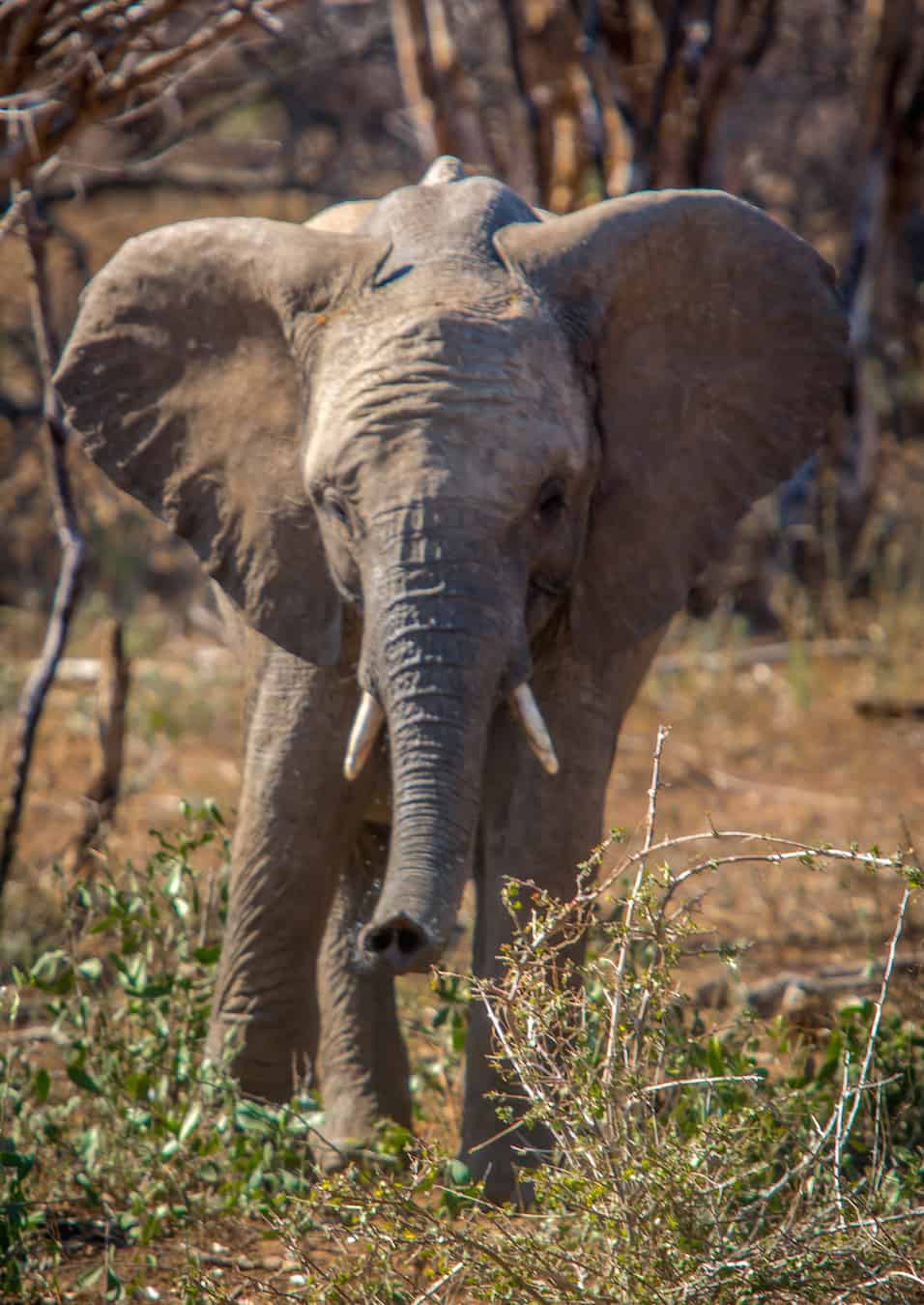 Interesting Elephant Facts: Baby Elephant in Kruger National Park South Africa