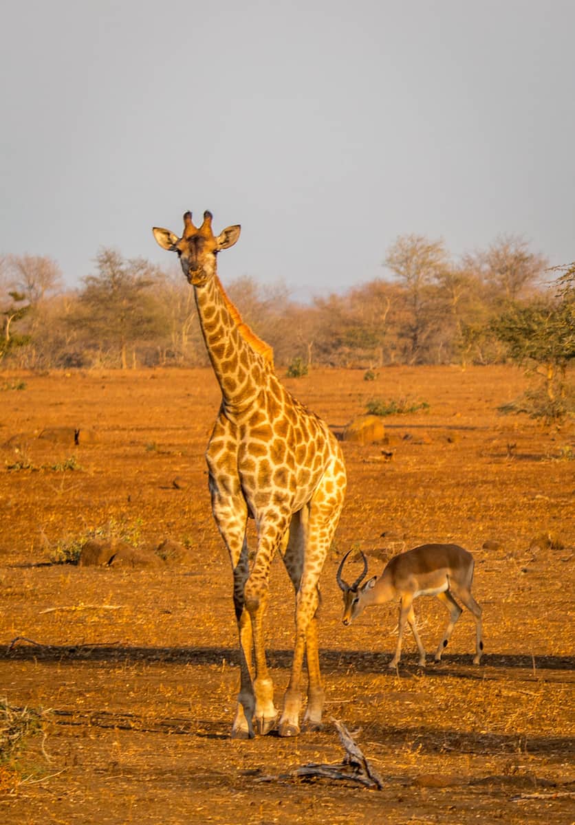 Baby Giraffe in Kruger National Park