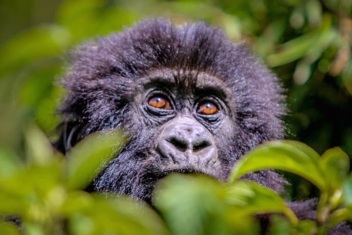 Baby's bad hair day! Three-week-old mountain gorilla sports an