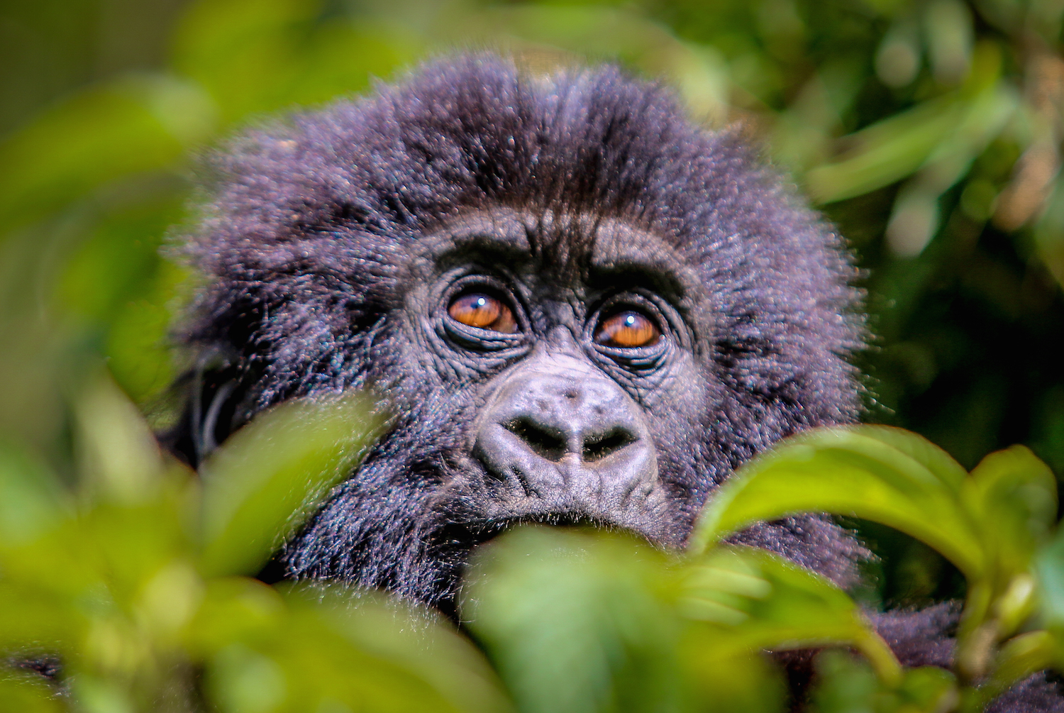 Baby Gorilla in Volcanos National Park, Rwanda