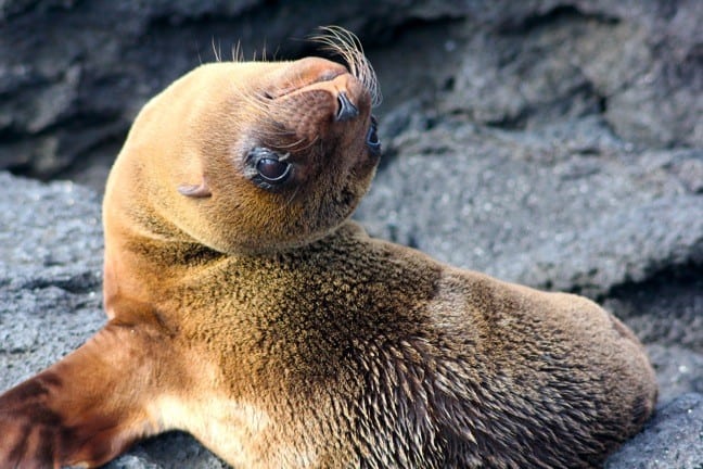 Swimming with Galapagos Sea Lions Video