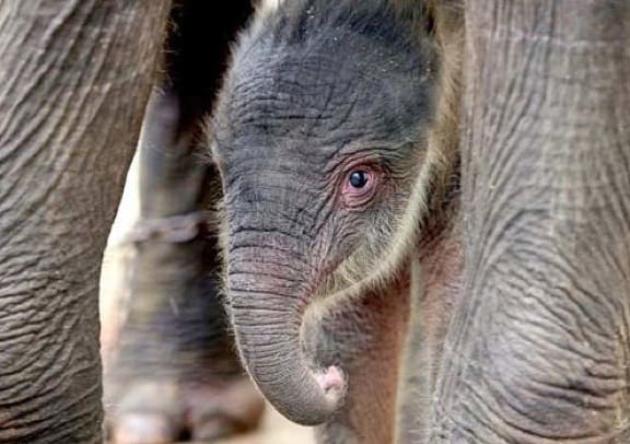 Sumatran Elephant - ENDANGERED SPECIES SPOTLIGHT