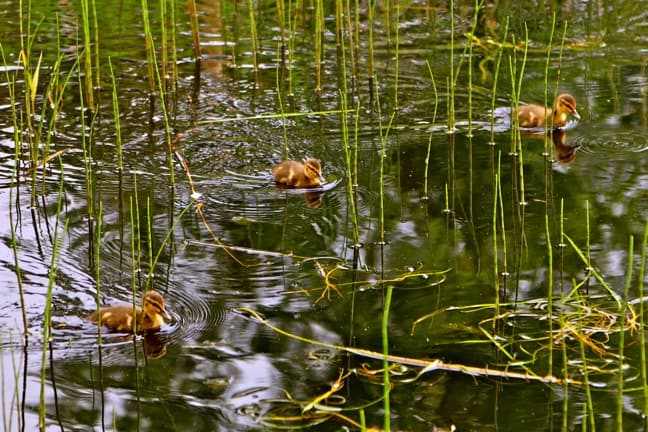 Baby Ducklings at Kosters Tradgardar on South Koster Island, Sweden