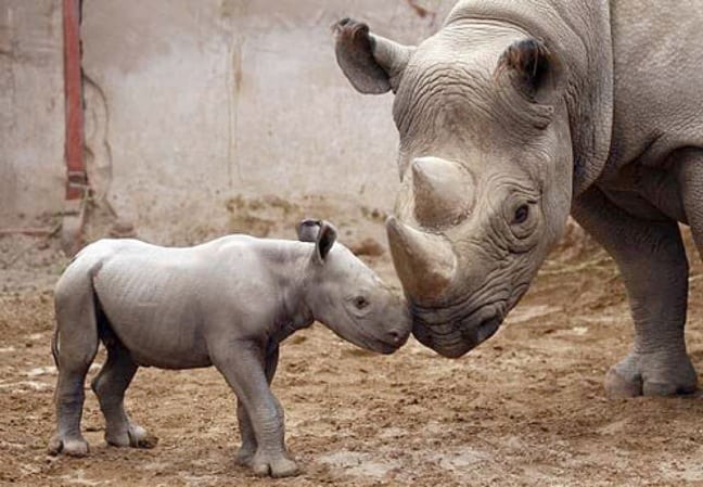 Baby and Mama Black Rhinoceros