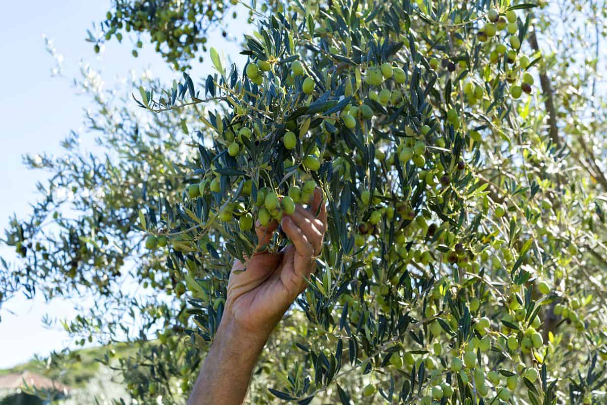 Balkan Travel-Via Dinarica Picking Olives in Sipan, Croatia