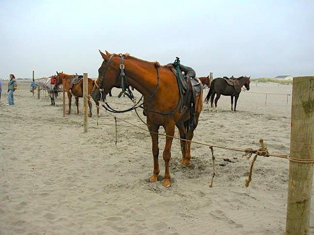 How to Choose a Responsible Horseback Riding Tour