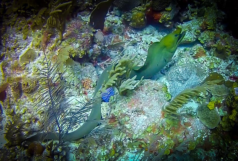 BEST PLACES TO VISIT IN BELIZE -Belize Barrier Reef Moray Eel