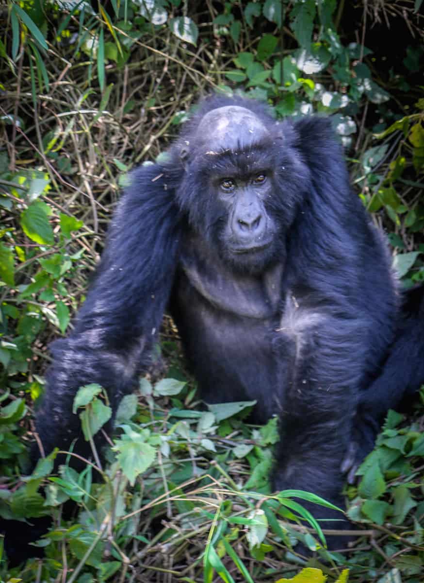 Dian Fossey Gorilla Fund International- Sabyinyo Group's Famous Big Ben