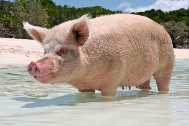 Bahamas Mayjor Cay Swimming Pigs Big Mama