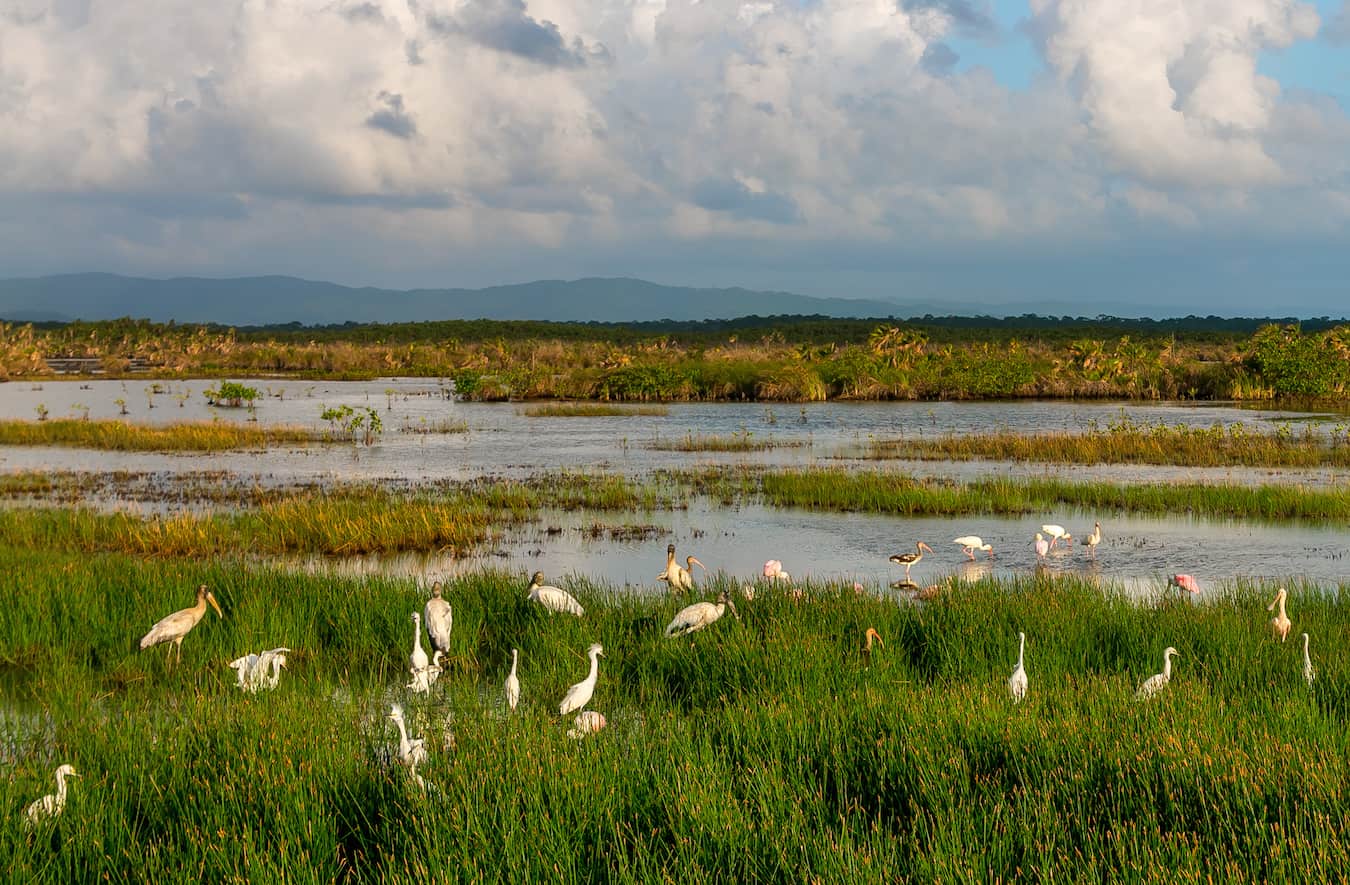 Wading Birds en route to Cockscomb Basin Wildlife Sanctuary, Belize