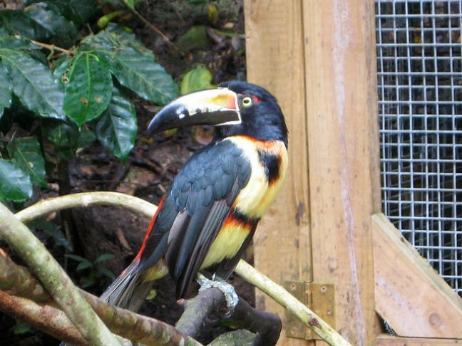 Black Collared Aracari