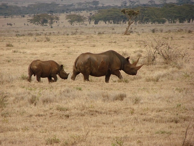 Black Rhinos 