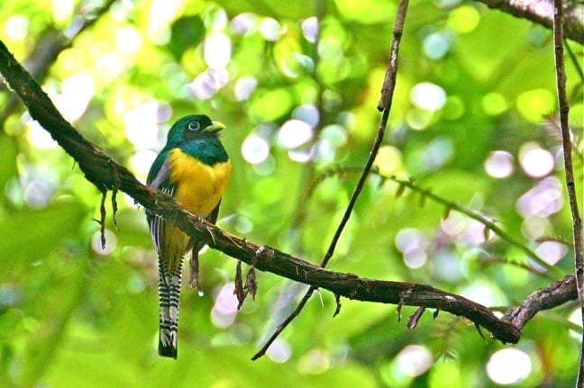 Costa Rica Birds -Black-Throated Trogon in Corcovado National Park, Costa Rica