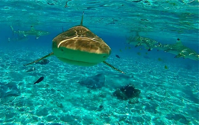Snorkeling with black-tipped reef sharks and rays in Bora Bora.
